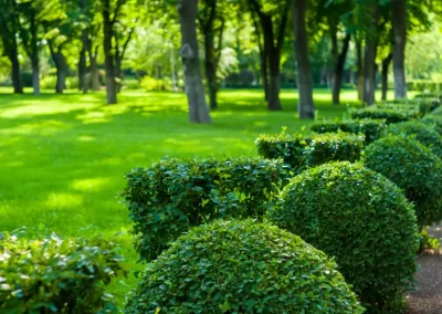 Lawn Service