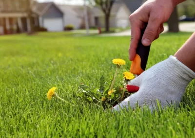 Quality Lawn Care and Landscaping
